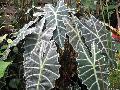 Kris Plant / Alocasia sanderiana 